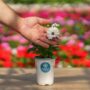 Osteospermum – Serenity White – 4.5″ Pot
